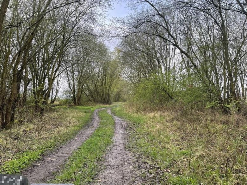 Land-/Forstwirtschaft in , 17039 Neuenkirchen - Bild 2