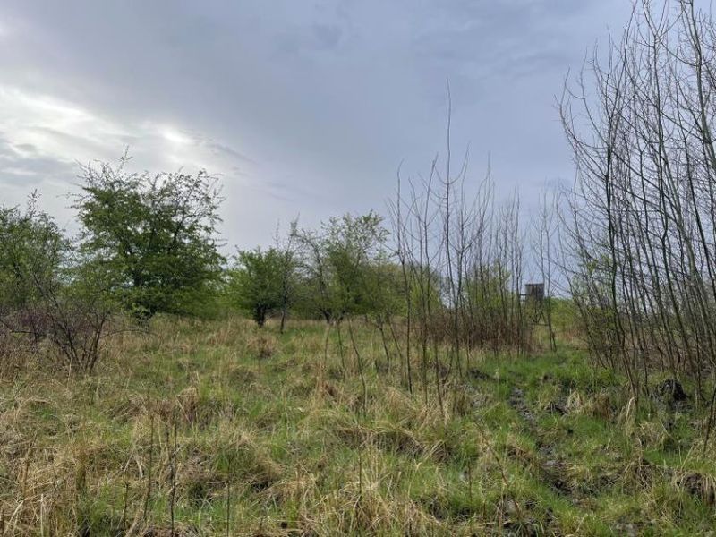 Land-/Forstwirtschaft in , 17039 Neuenkirchen - Bild 3