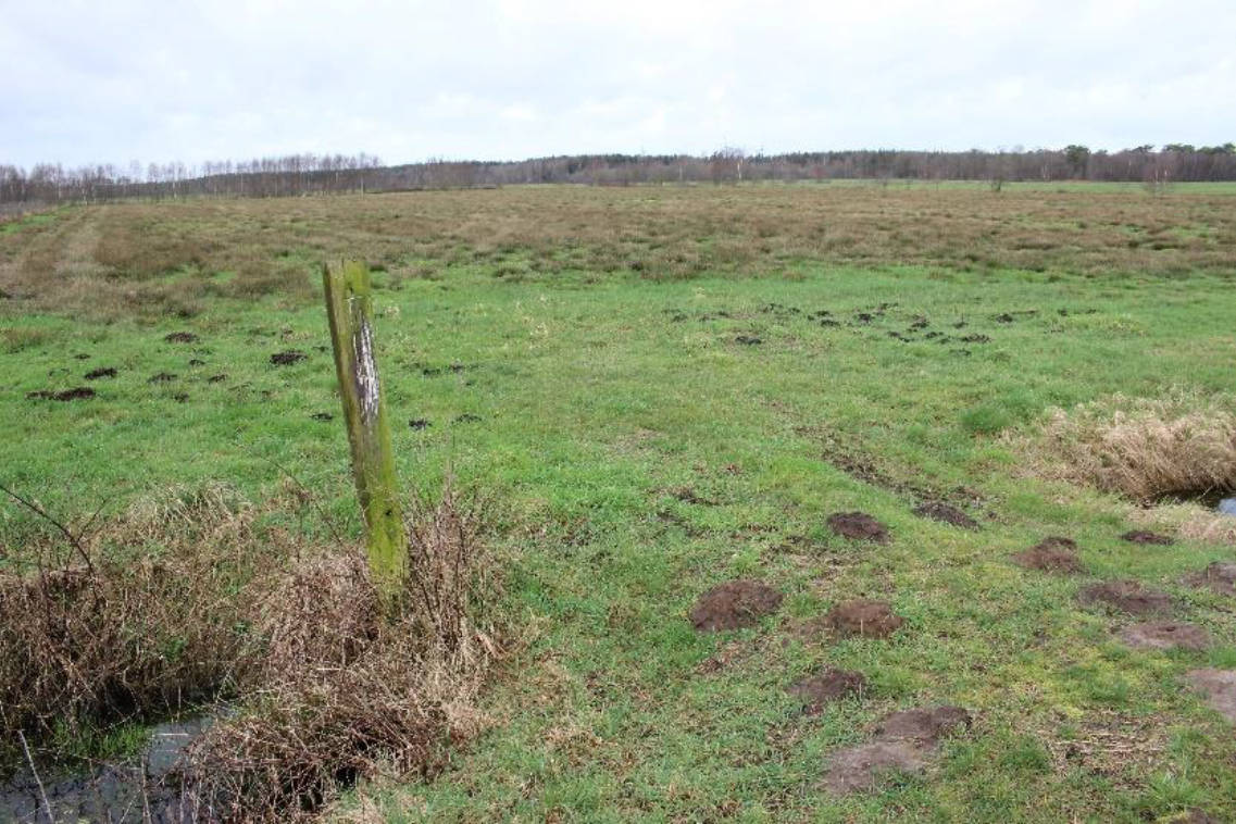 land- und forstwirtschaftlich genutztes Grundstück in Nördlich von Moorhausen, 26931 Elsfleth