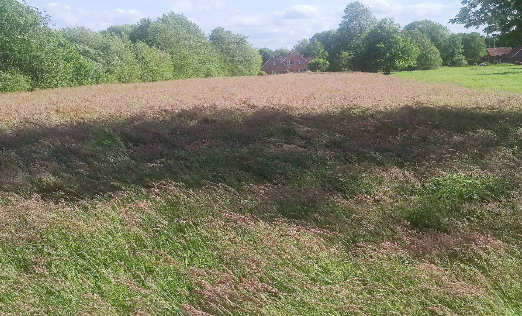 land- und forstwirtschaftlich genutztes Grundstück in Erste Wiek links, 26871 Papenburg