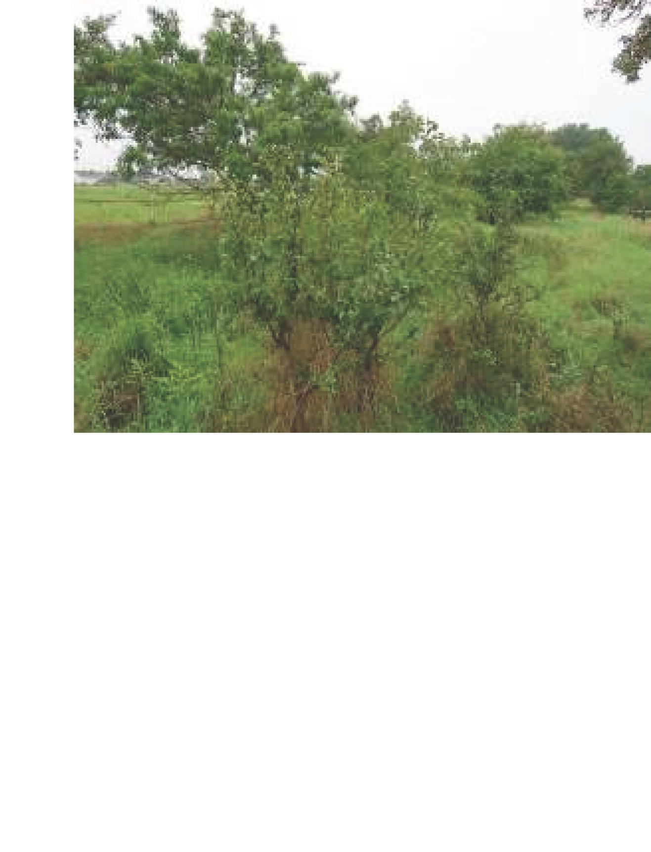 niedersachsen 0008K0007-2023 Ulmenweg 10, Rieseberger Weg  23 A, 38154 Königslutter