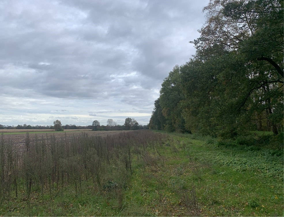 land- und forstwirtschaftlich genutztes Grundstück in Am Friesoyther Kanal II, 26169 Friesoythe, Spätepfand - Bild 2