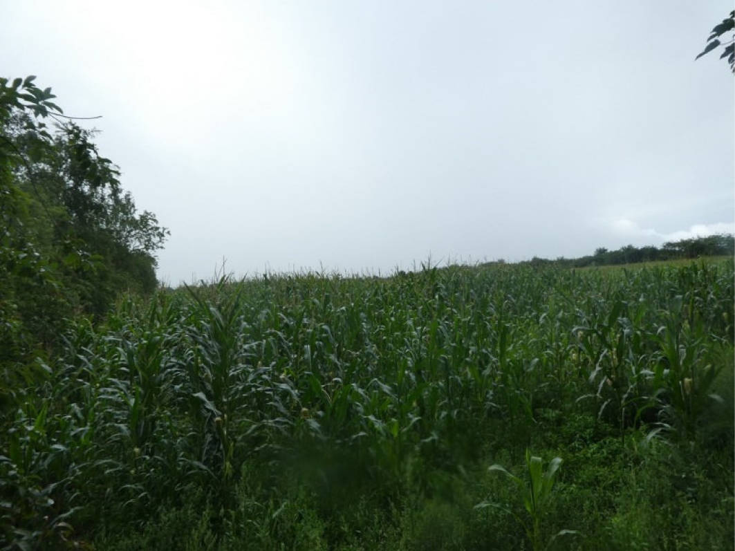 land- und forstwirtschaftlich genutztes Grundstück in Imkerweg, 26683 Saterland, Scharrel