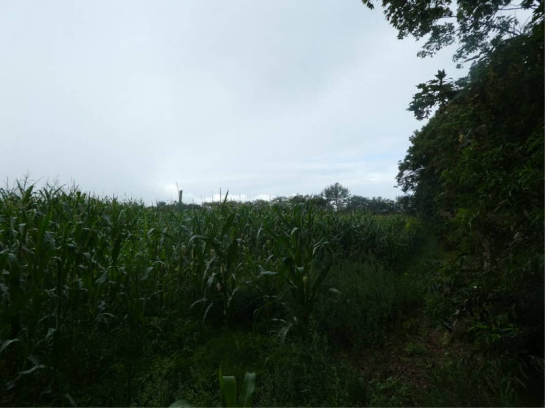 land- und forstwirtschaftlich genutztes Grundstück in Imkerweg, 26683 Saterland, Scharrel - Bild 4