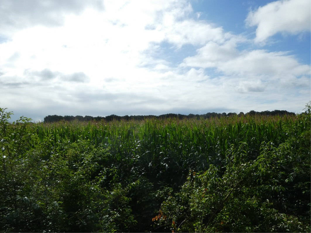 land- und forstwirtschaftlich genutztes Grundstück in Langenmoordamm, 26169 Friesoythe, Altenoythe - Bild 3