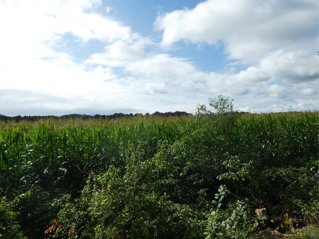 land- und forstwirtschaftlich genutztes Grundstück in Langenmoordamm, 26169 Friesoythe, Altenoythe - Bild 2