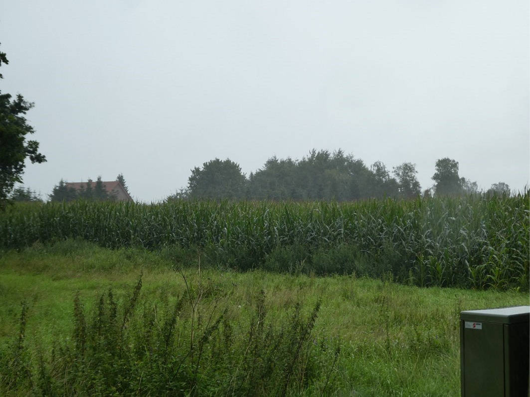 land- und forstwirtschaftlich genutztes Grundstück in B 401 / Immenschulweg (Feldweg), 26683 Saterland, Sedelsberg-Hüllen II - Bild 4