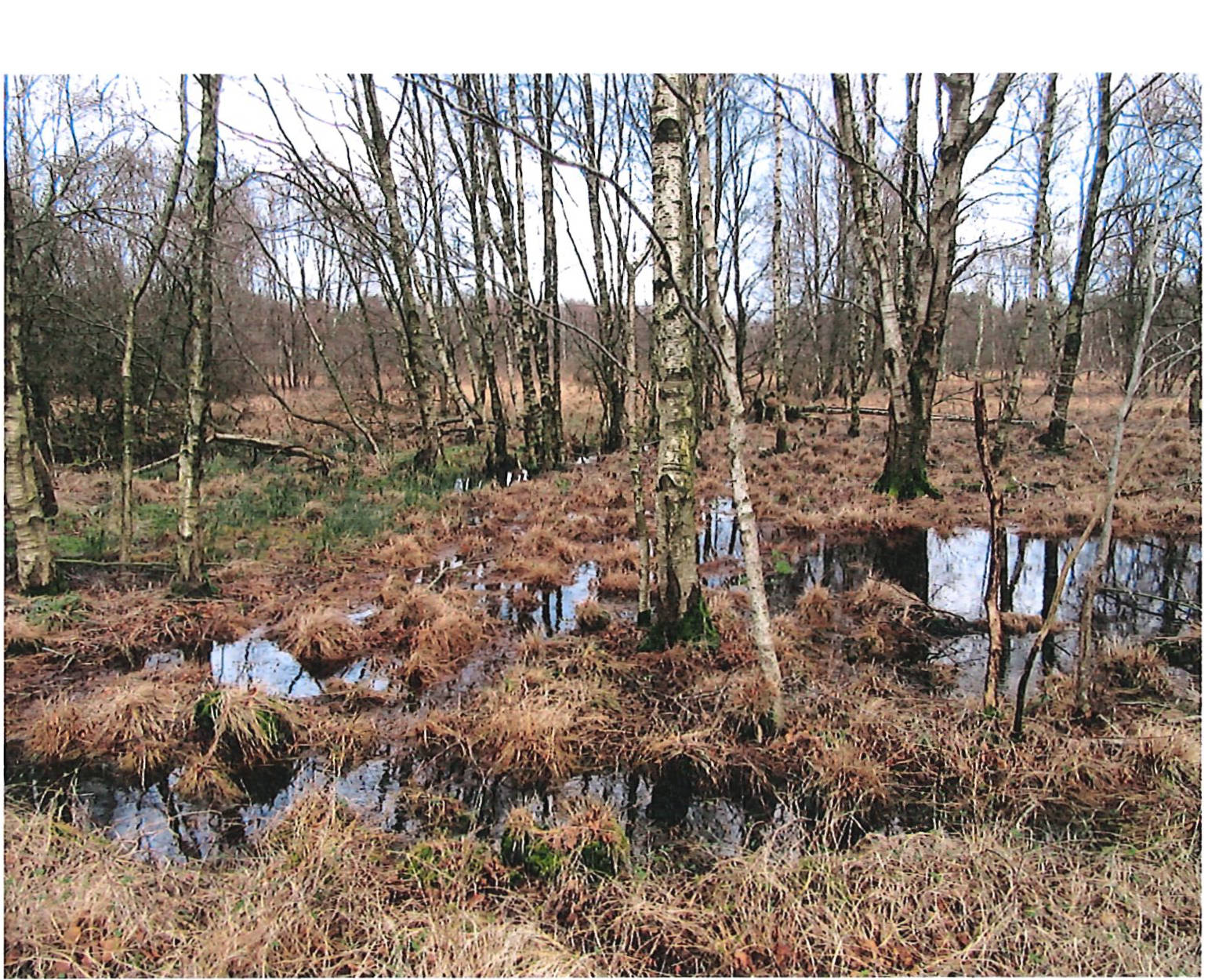 Basmoor, 21770 Mittelstenahe
