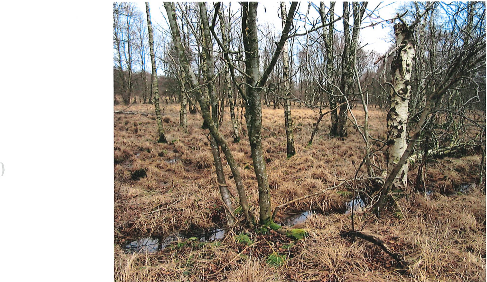land- und forstwirtschaftlich genutztes Grundstück in Basmoor, 21770 Mittelstenahe - Bild 3