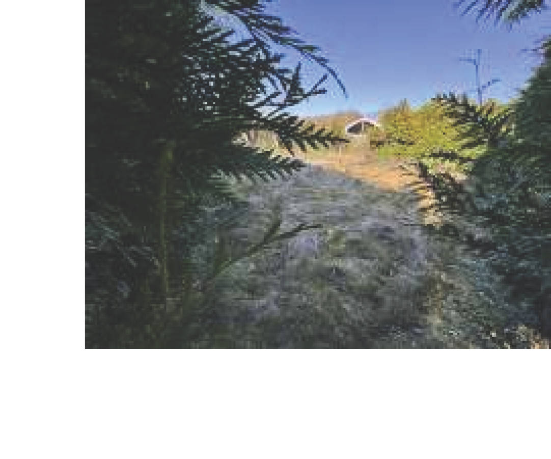 Einfamilienhaus in Holter Straße 13, 27476 Cuxhaven, Berensch-Arensch - Bild 4