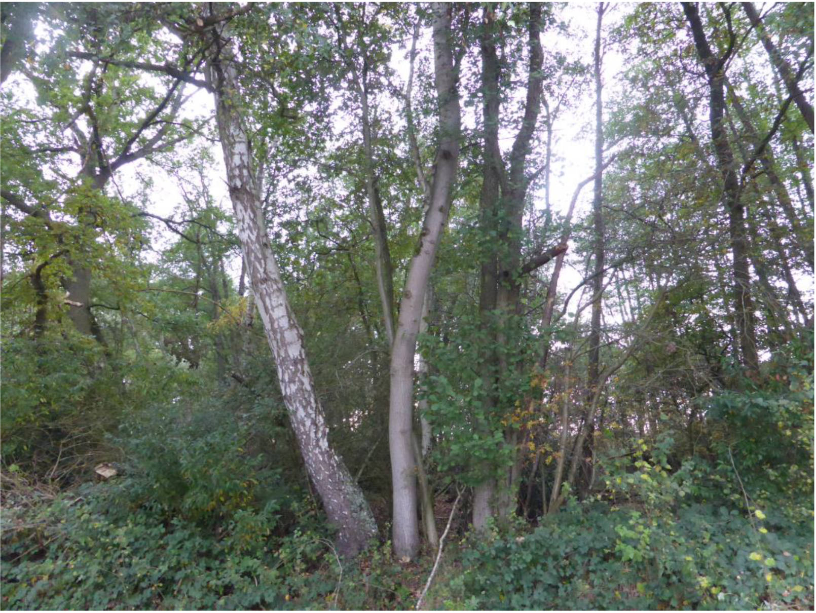 unbebautes Grundstück in Överlingen, Rechtern, 49406 Barnstorf, Rechtern - Bild 2