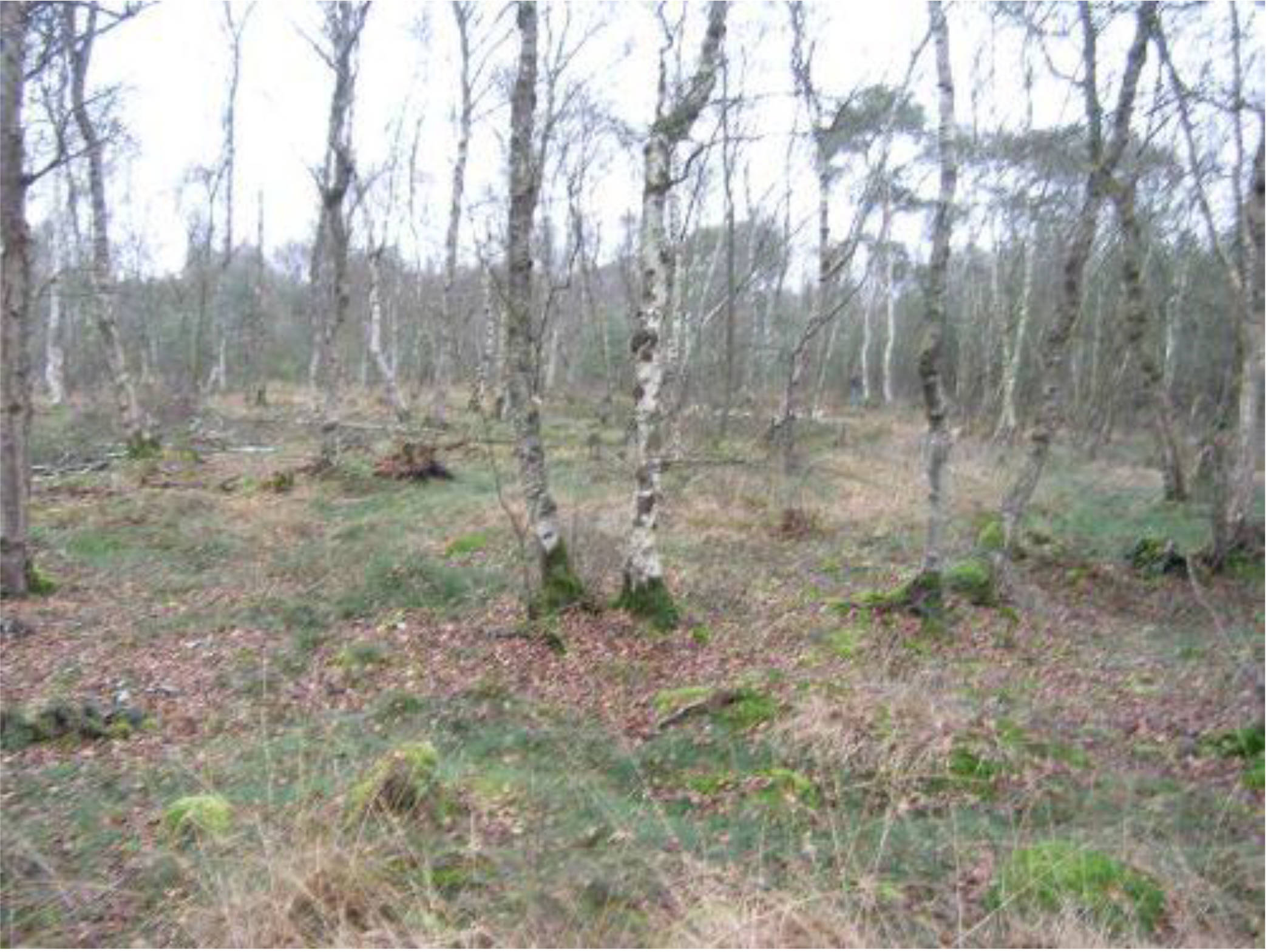land- und forstwirtschaftlich genutztes Grundstück in Aschwarder Moor, Damm, Voßhal, Schwarzes Moor und Püschenmoo, 28790 Schwanewede, Aschwaden, Meyenburg, Schwanewede - Bild 2