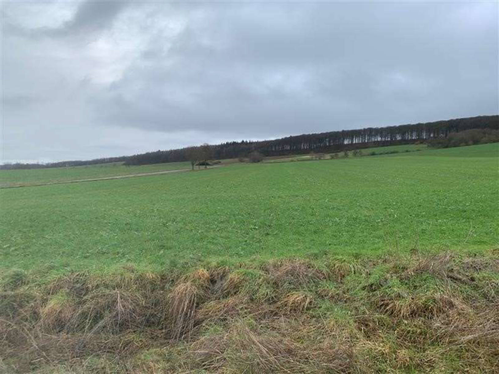 land- und forstwirtschaftlich genutztes Grundstück in Landwirtschaftliche Flächen, 37586 Dassel, Ellensen bzw. Krimmensen - Bild 3