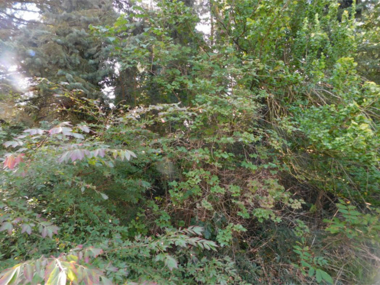 unbebautes Grundstück, unbebautes Grundstück in Hauptstraße, 21379 Scharnebeck - Bild 2