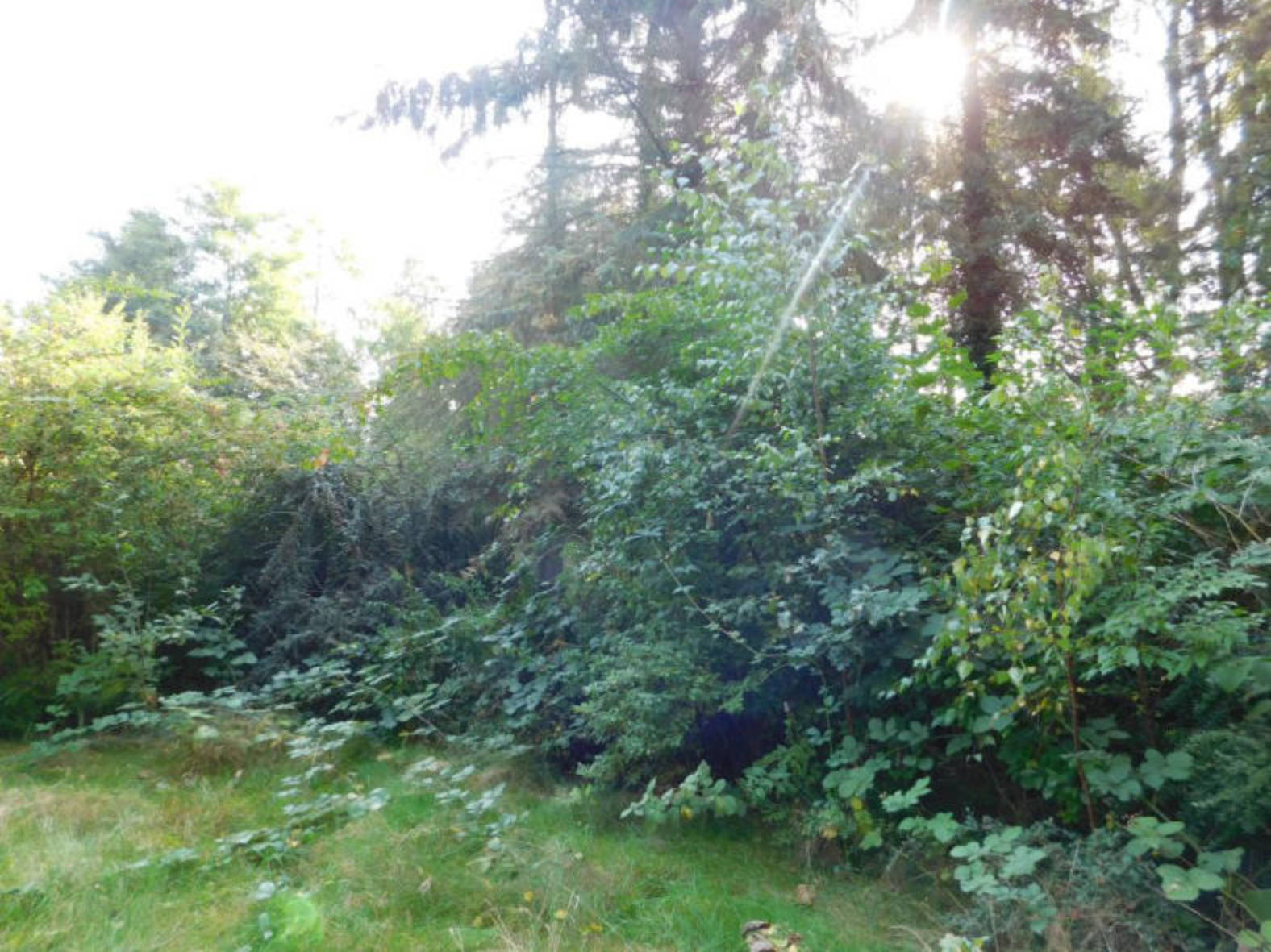 unbebautes Grundstück, unbebautes Grundstück in Hauptstraße, 21379 Scharnebeck - Bild 3