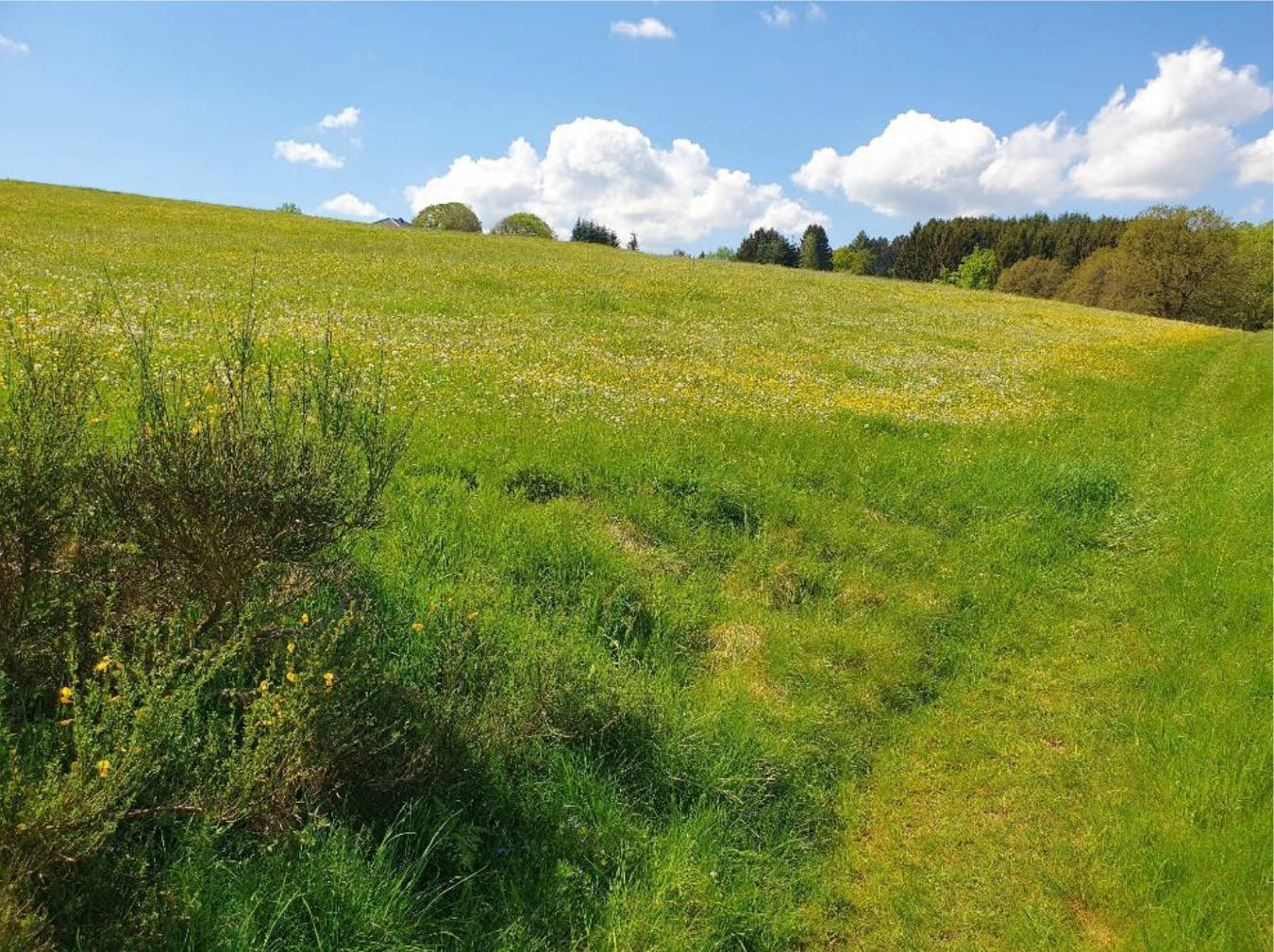 Nordrhein-Westfalen 0001K0001-2024 Stebes Feld, 53940 Hellenthal