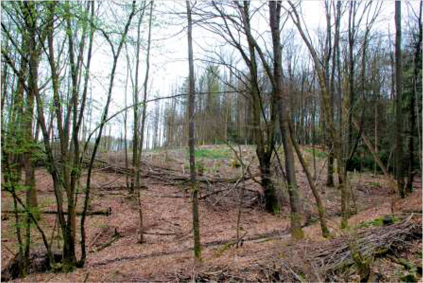 nordrheinwestpfalen 0002K0104-2023 In der Altenwiese/In der Freiheit, 51545 Waldbröl, Hermesdorf