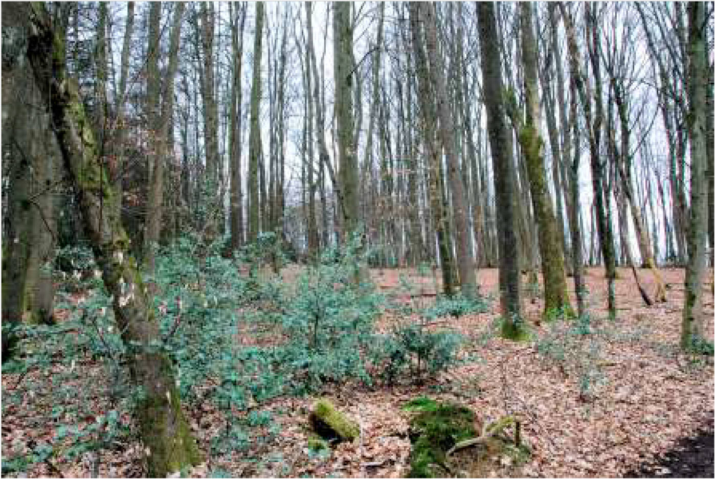 nordrheinwestpfalen 0002K0104-2023 In der Altenwiese/In der Freiheit, 51545 Waldbröl, Hermesdorf