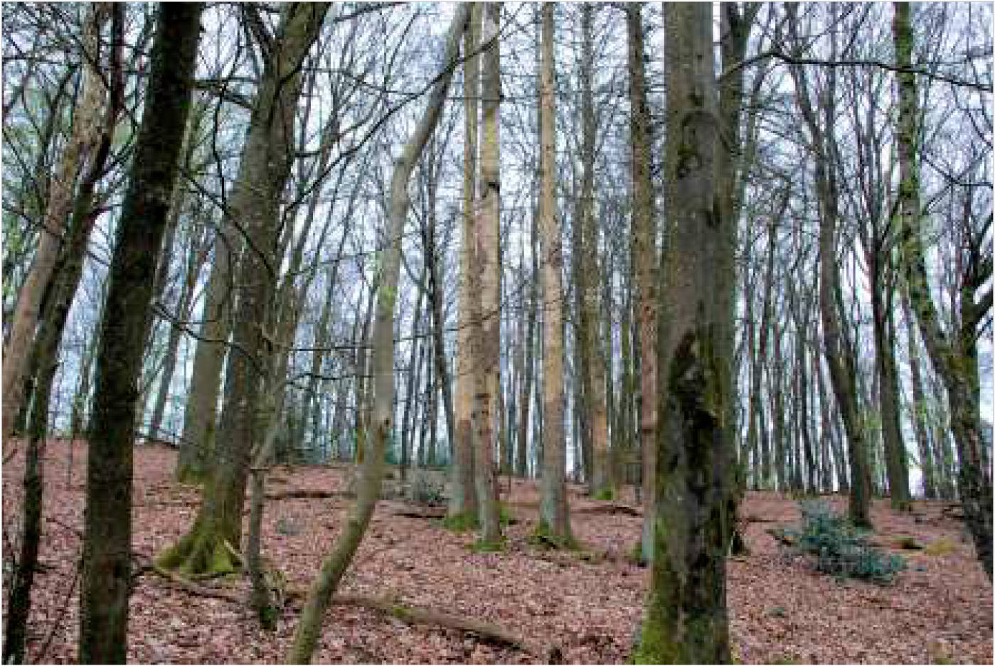 nordrheinwestpfalen 0002K0104-2023 In der Altenwiese/In der Freiheit, 51545 Waldbröl, Hermesdorf