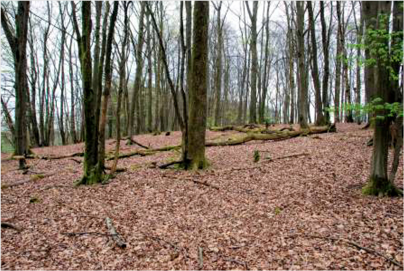 nordrheinwestpfalen 0002K0104-2023 In der Altenwiese/In der Freiheit, 51545 Waldbröl, Hermesdorf