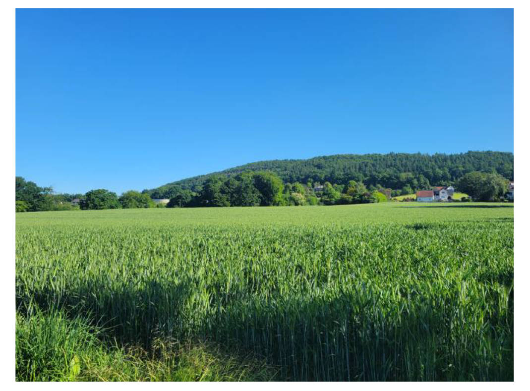 land- und forstwirtschaftlich genutztes Grundstück in Das Pfarrfeld, 32549 Bad Oeynhausen