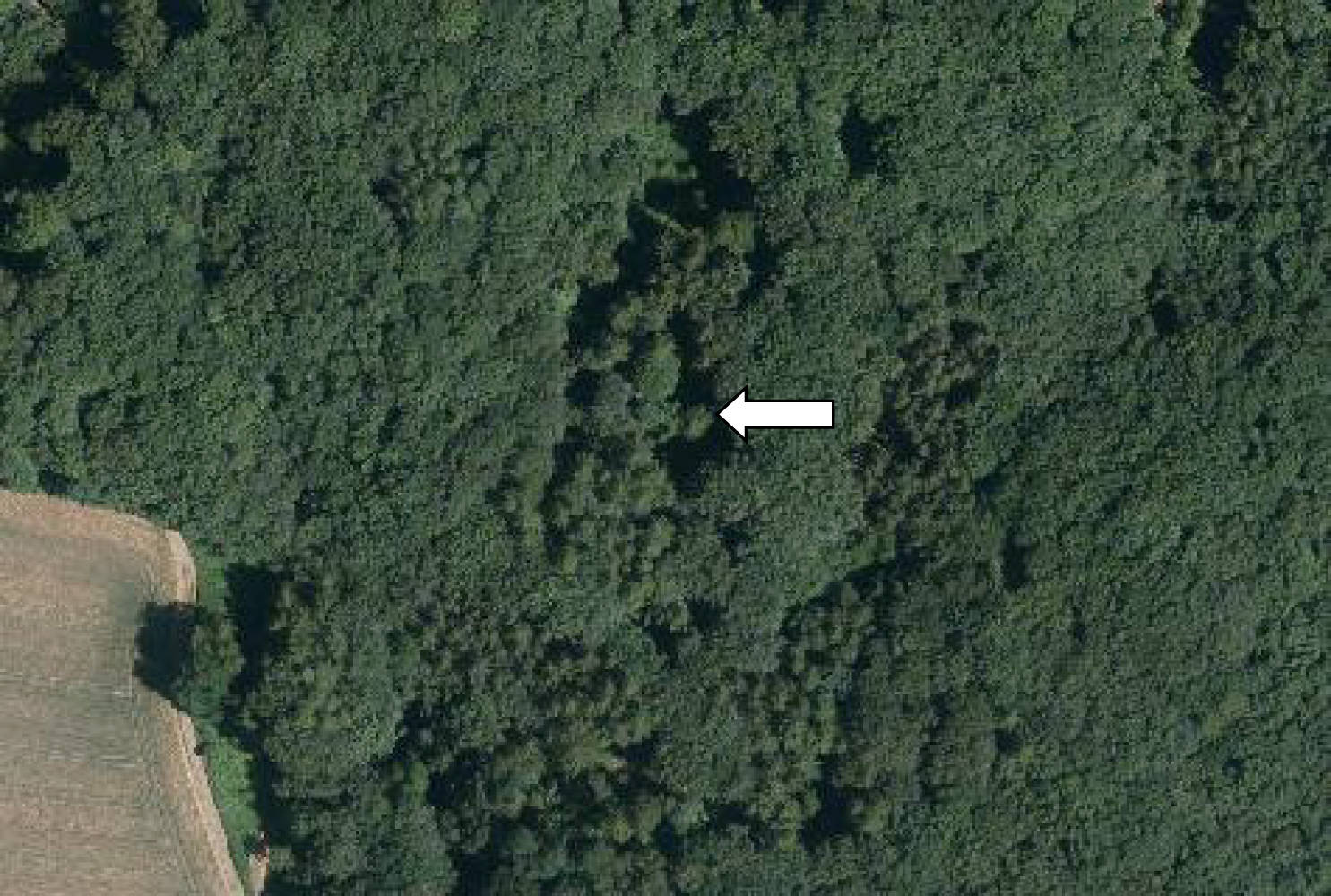 land- und forstwirtschaftlich genutztes Grundstück in Eidinghauser Berg, 32549 Bad Oeynhausen - Bild 3