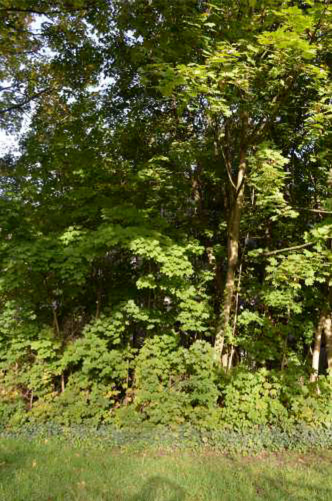 vier Eigentumswohnungen in Brockskamp 93, 45889 Gelsenkirchen, Bismarck - Bild 3