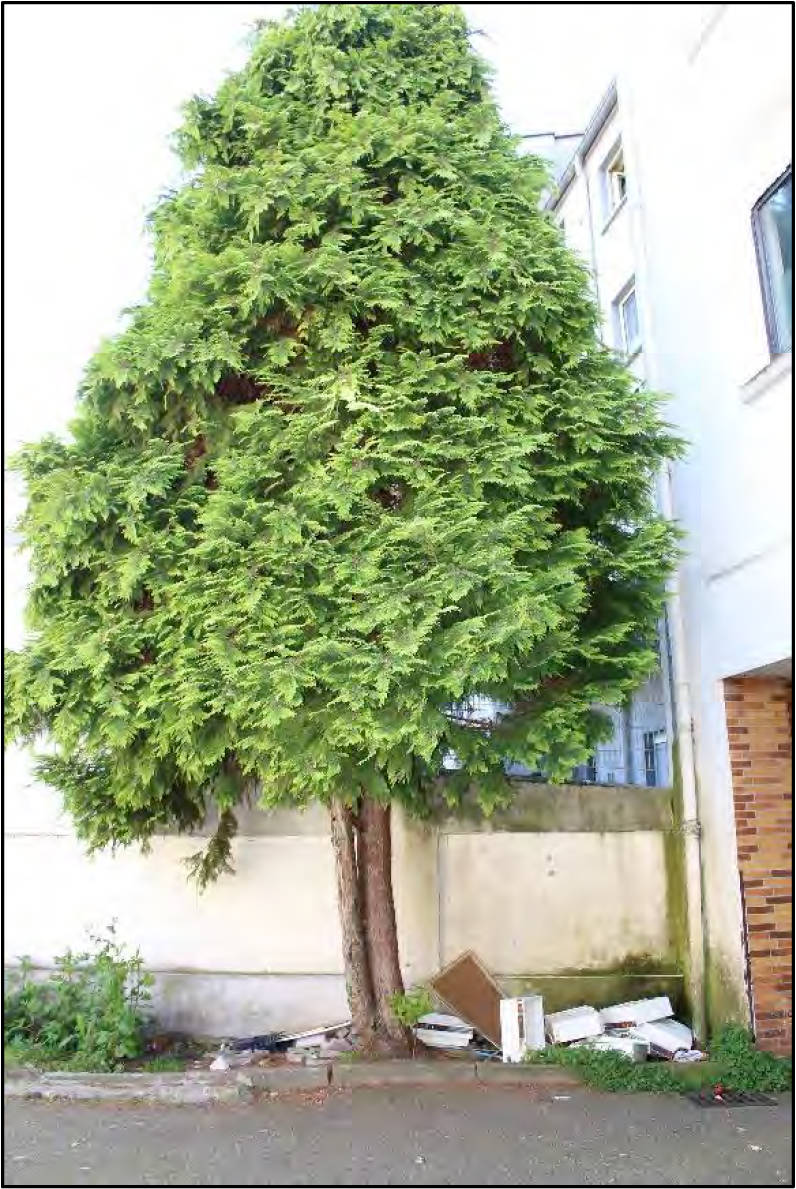 Wohn-/Geschäftshaus, Mehrfamilienhaus in Florastr. 99, 99 a, 45888 Gelsenkirchen