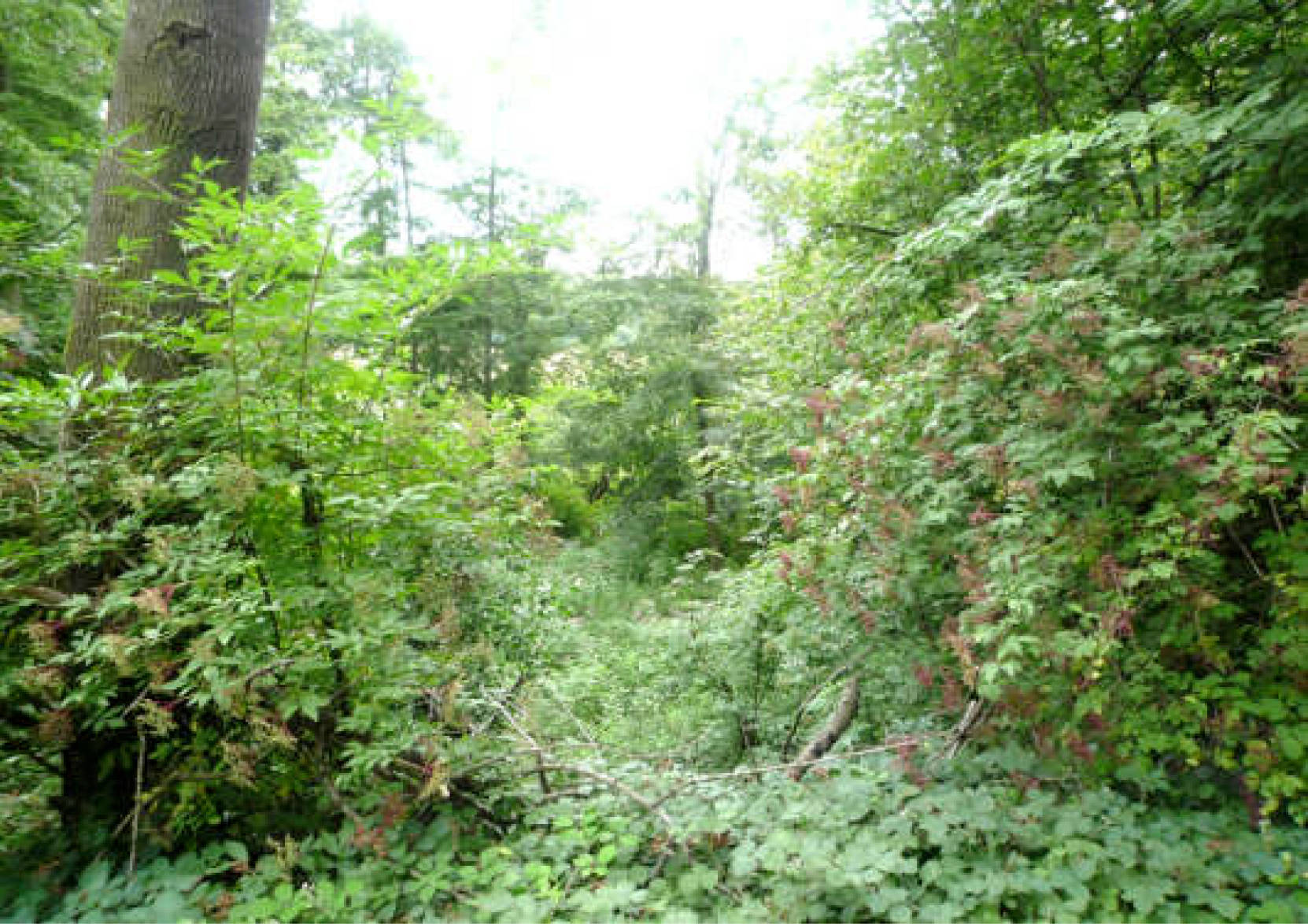 nordrheinwestpfalen 0006K0006-2022 Höhenweg 28, 49545 Tecklenburg, Brochterbeck