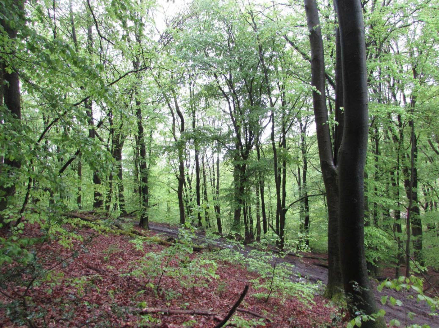 unbebautes Waldgrundtsück in Kümpel, 51688 Wipperfürth - Bild 3