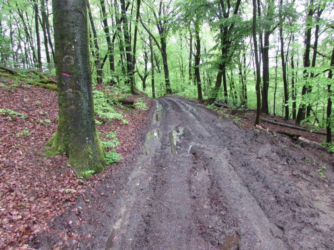 unbebautes Waldgrundtsück in Kümpel, 51688 Wipperfürth - Bild 4