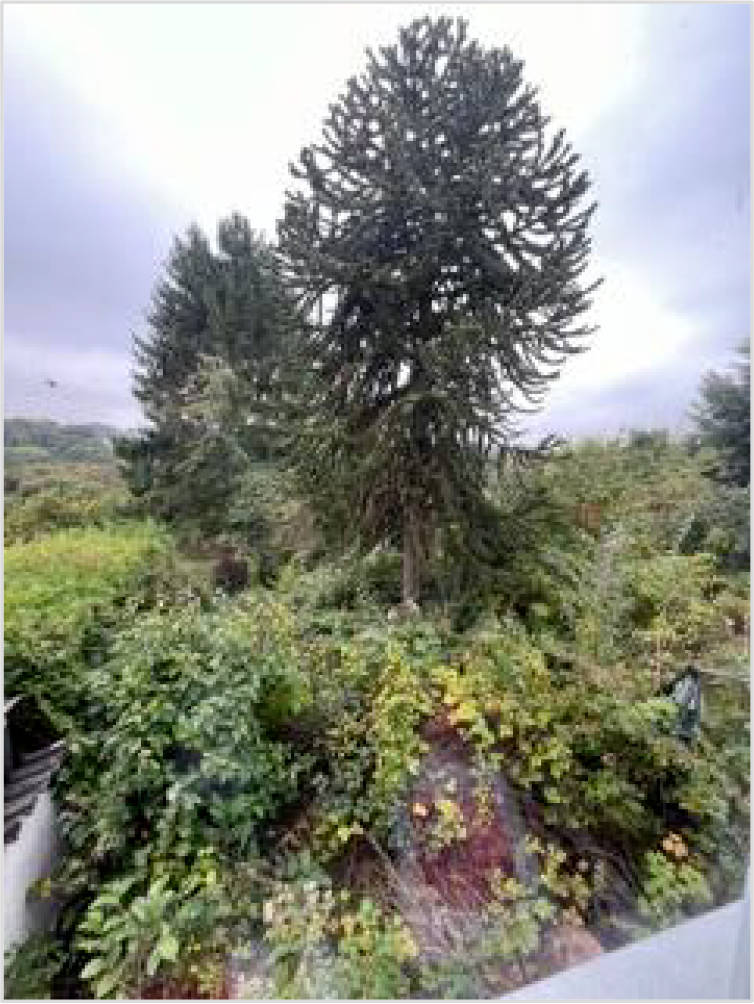 nordrheinwestpfalen 0014 K 0005/2025 Kantstraße 85, 42553 Velbert 12