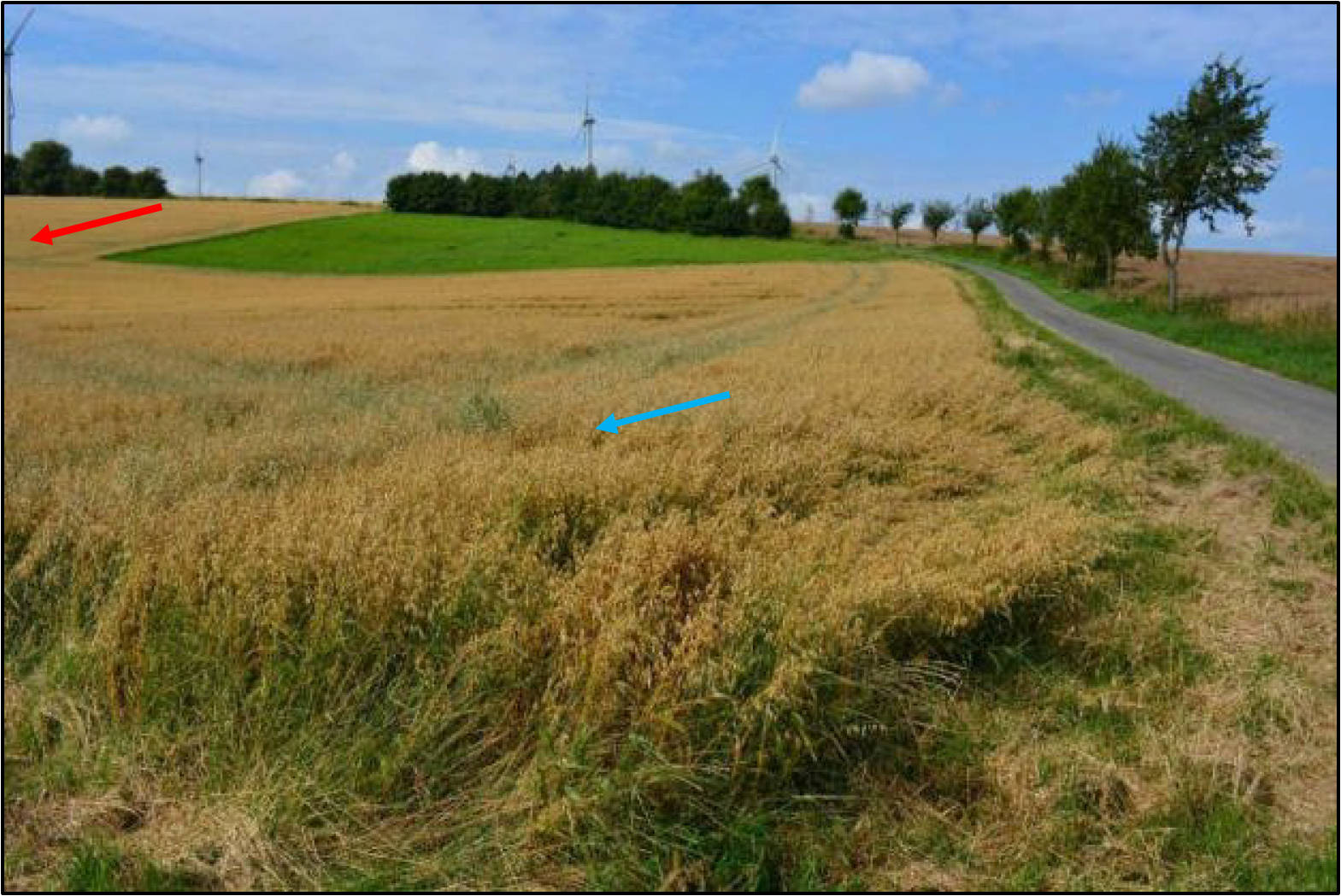 nordrheinwestpfalen 0014K0061-2024 Rückefeldshöfe, 33165 Lichtenau, Herbram 17