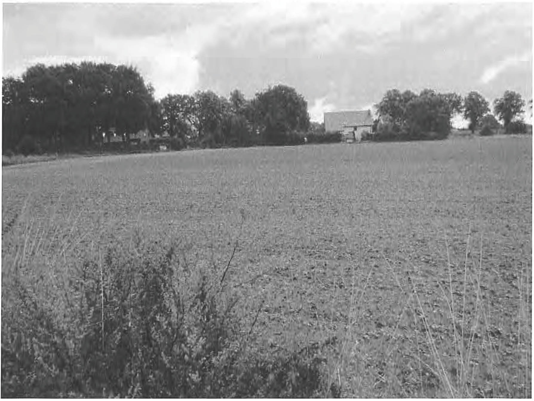 Landwirtschaftliche Fläche, Ackerland in Nien Land, 46286 Dorsten, Wulfen-Deuten - Bild 5