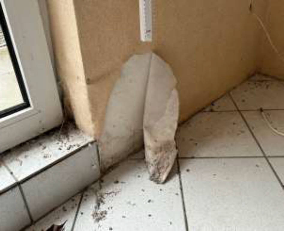 Zweifamilienhaus in Brahmsstraße 17, 32816 Schieder-Schwalenberg, Brakelsiek - Bild 5