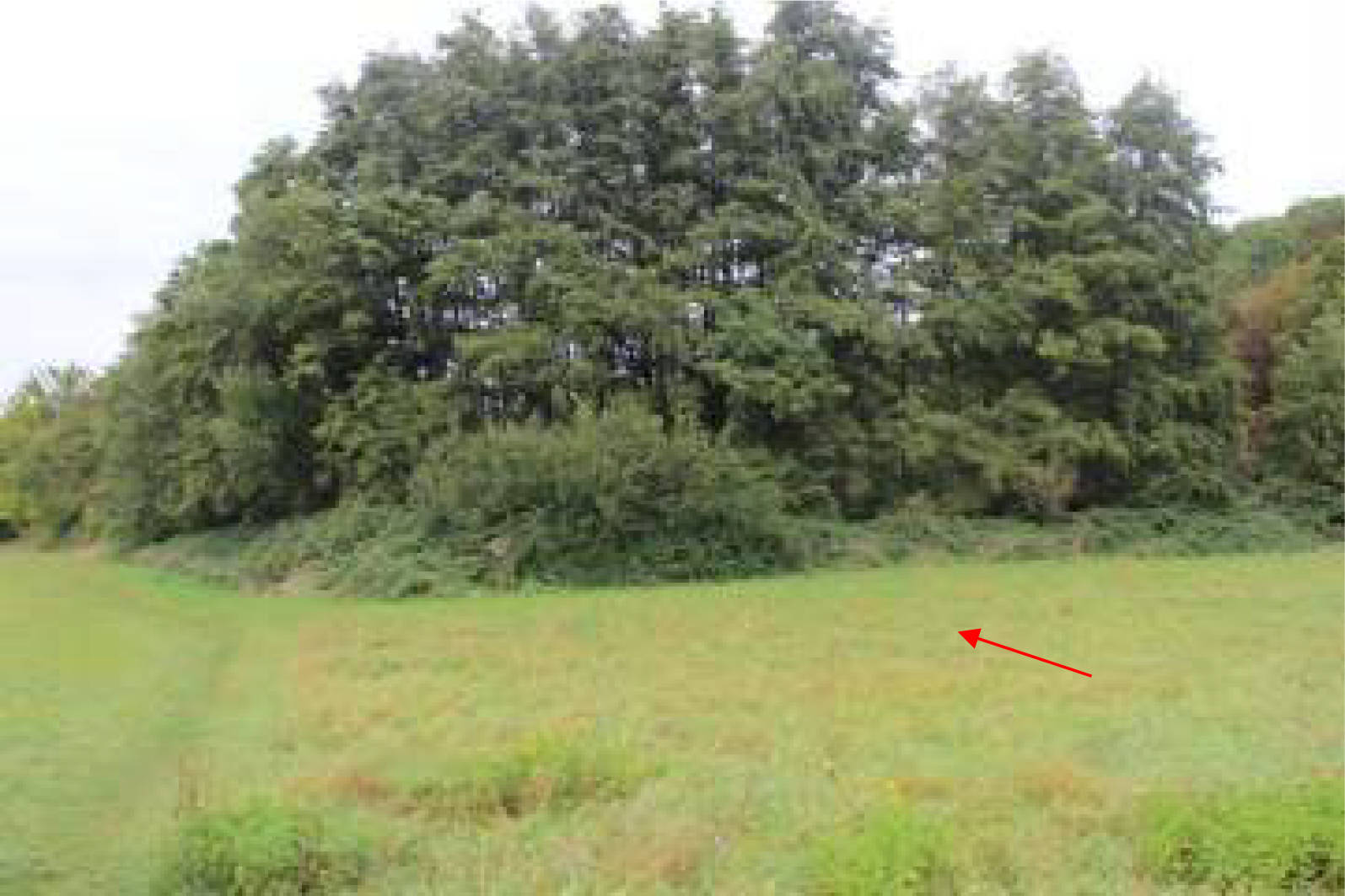 land- und forstwirtschaftlich genutztes Grundstück, unbebautes Grundstück in In der Ellenmaar; In den Mühlenhecken, 00000 Bonn, Lengsdorf - Bild 2