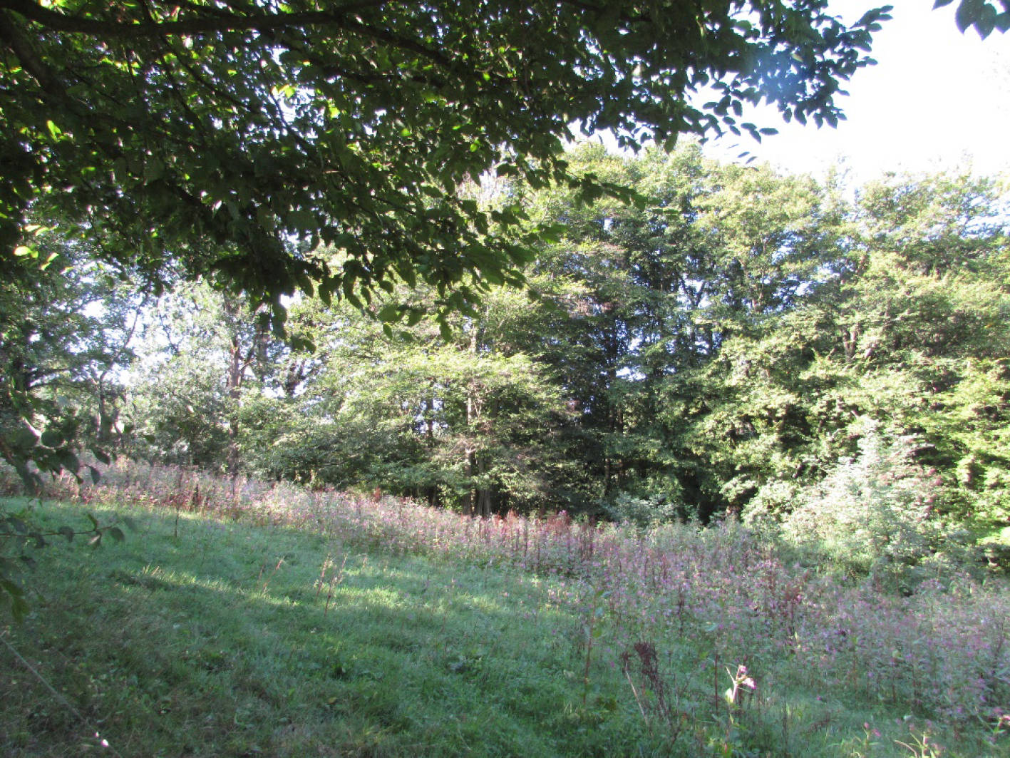Im Kesselsberg, 53343 Wachtberg, Züllighoven