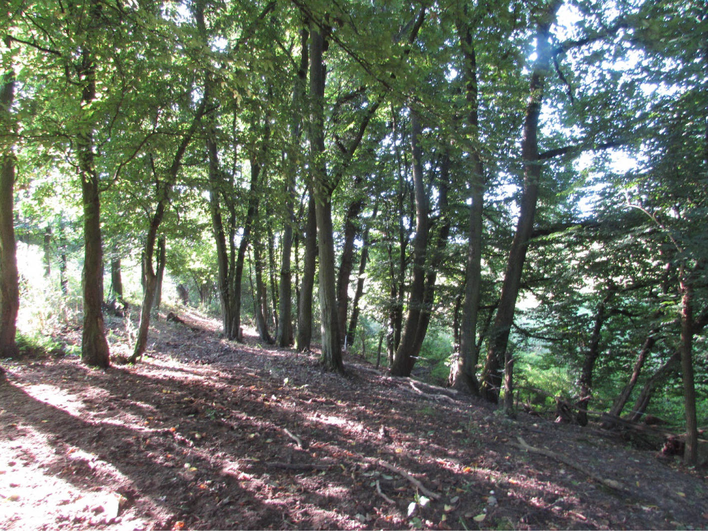 land- und forstwirtschaftlich genutztes Grundstück in Im Kesselsberg, 53343 Wachtberg, Züllighoven - Bild 2