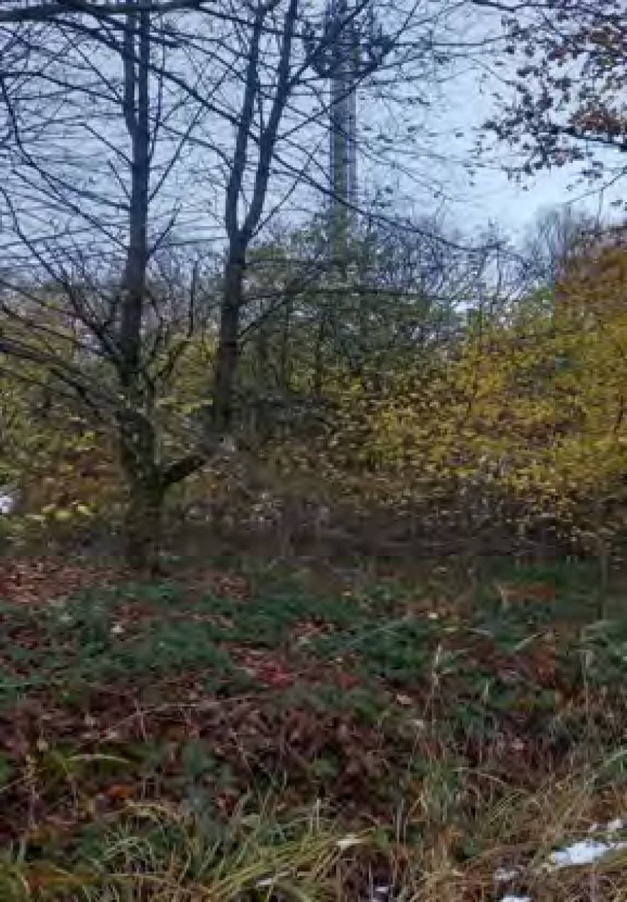 nordrheinwestpfalen 0042K0012-2023 Zu den Birken 42, 53819 Neunkirchen-Seelscheid, Birken