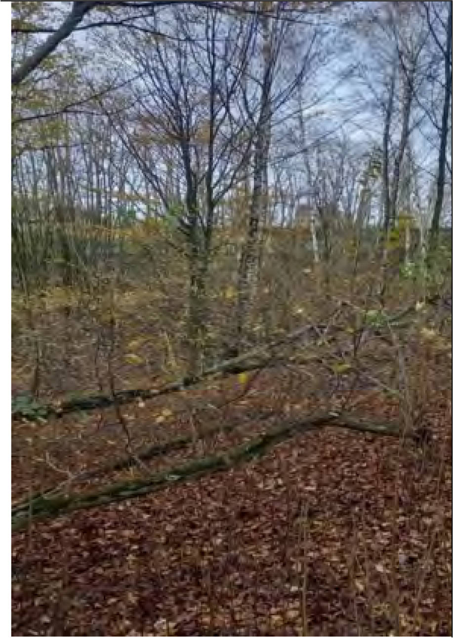nordrheinwestpfalen 0042K0012-2023 Zu den Birken 42, 53819 Neunkirchen-Seelscheid, Birken