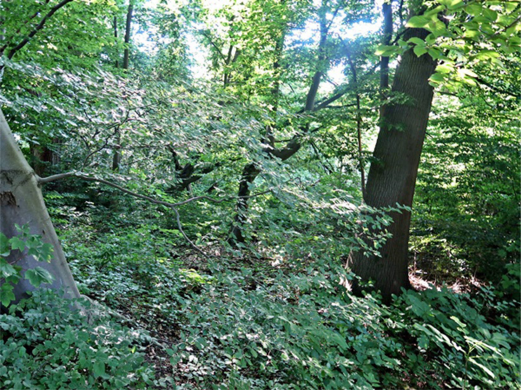 unbebautes Grundstück in Bonackerweg, 44892 Bochum, Langendreer