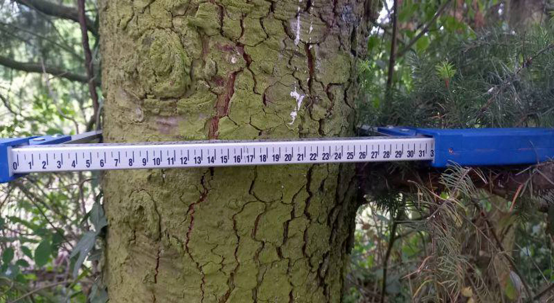 land- und forstwirtschaftlich genutztes Grundstück, Steingasser Bahn in In der Morkelskaul, 53347 Alfter - Bild 2