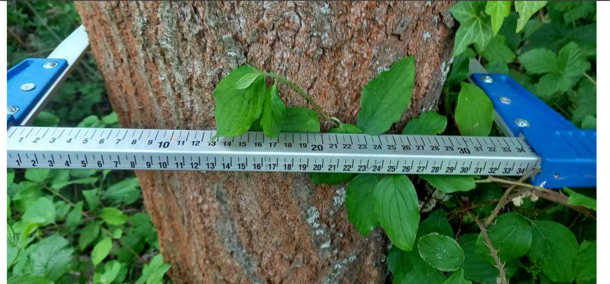 land- und forstwirtschaftlich genutztes Grundstück, Steingasser Bahn in In der Morkelskaul, 53347 Alfter