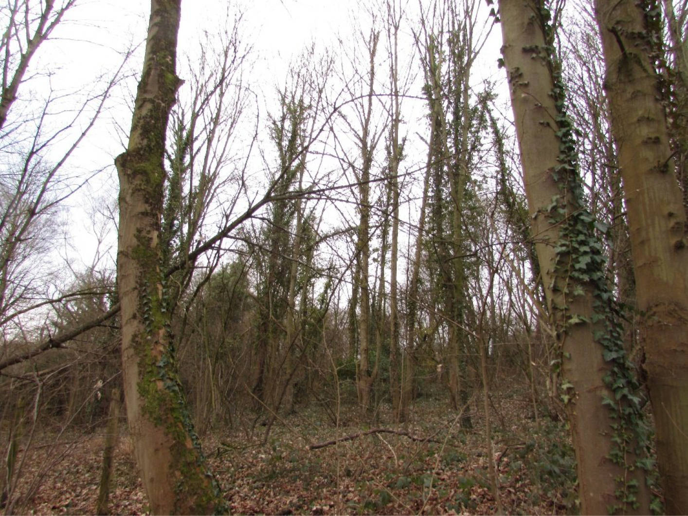 land- und forstwirtschaftlich genutztes Grundstück in Auf dem Brusserberg, 53125 Bonn, Röttgen - Bild 2