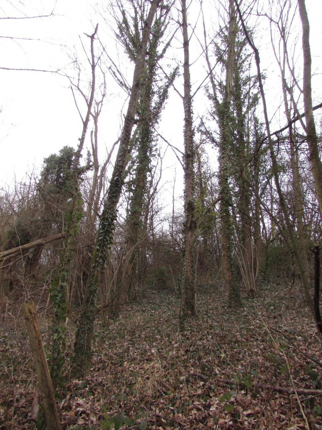 land- und forstwirtschaftlich genutztes Grundstück in Auf dem Brusserberg, 53125 Bonn, Röttgen - Bild 5