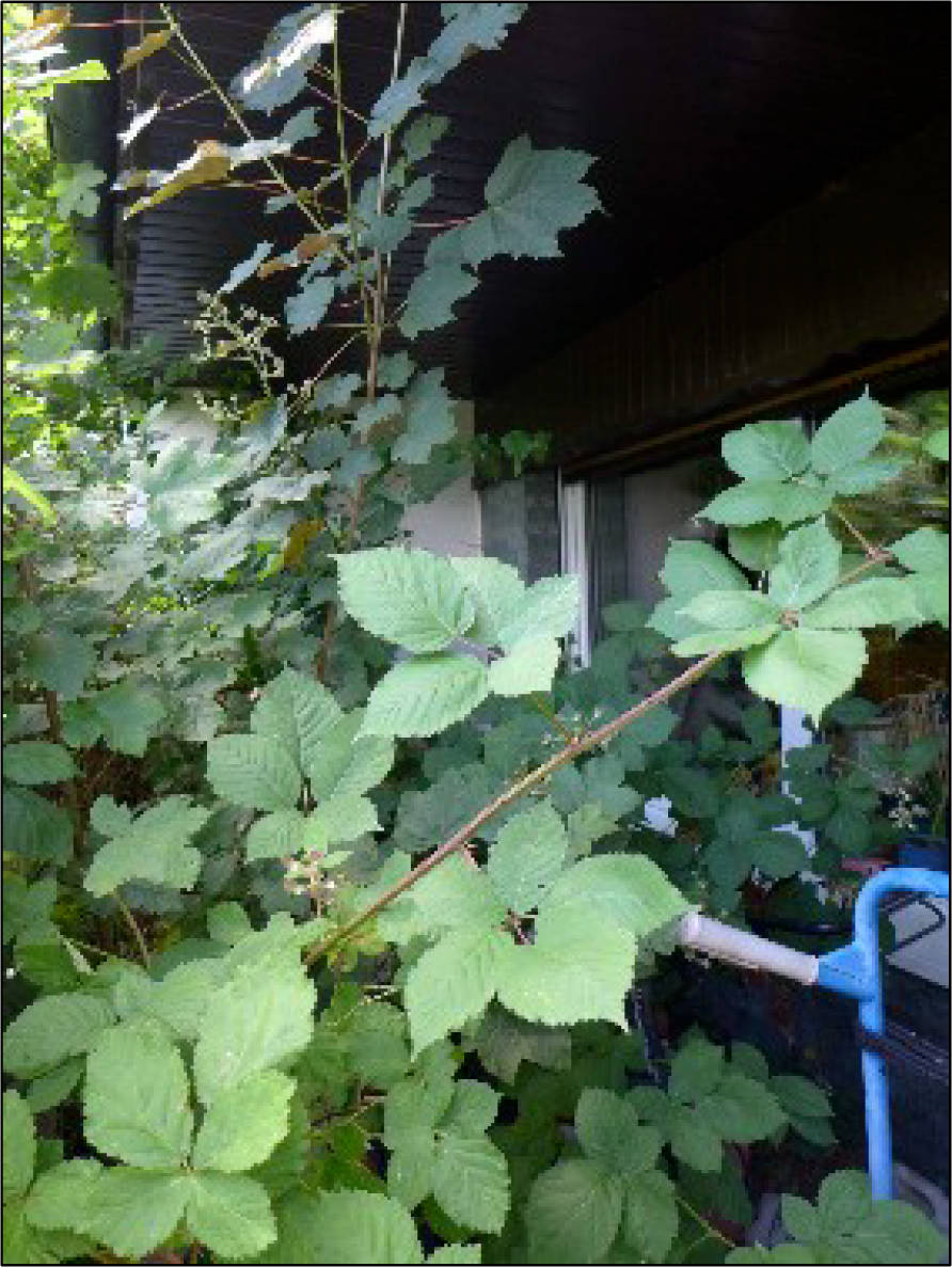 nordrheinwestpfalen 0274 K 0013/2020 Orchideenweg 32, 44289 Dortmund, Sölde 10