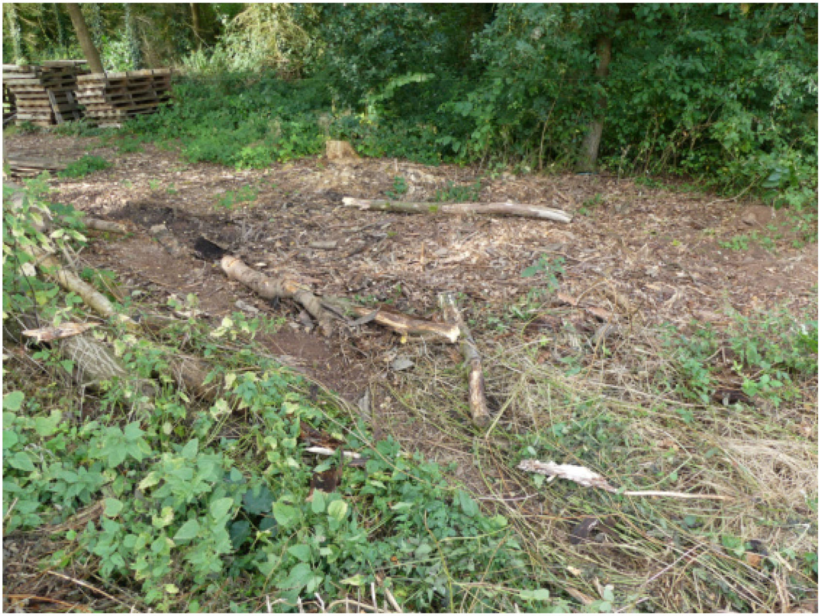 unbebautes Grundstück, forstwirtschaftlich genutztes Grundstück in Bergwerkstraße, 53894 Mechernich, Vussem-Bergheim