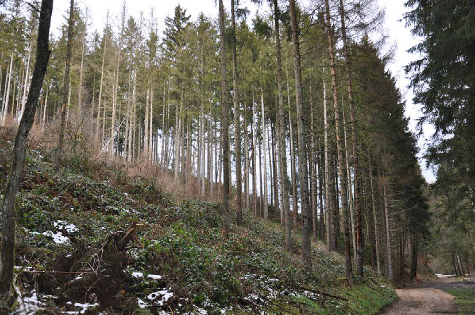 2 forstwirtschaftlich genutze Grundstücke (nicht zusammenhöngend, Streubesitz) in Kurtheldsberg, Im Funkenberg, 00000