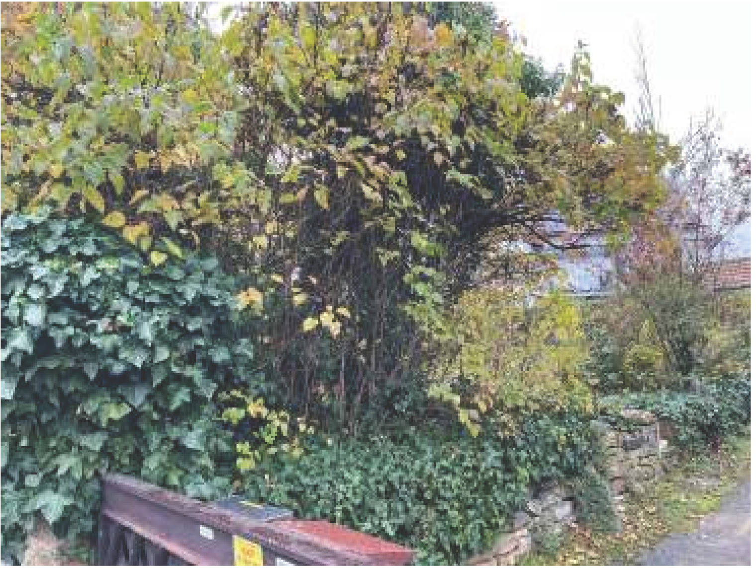 unbebautes Grundstück in Friedelsheimer Straße 23, 67098 Bad Dürkheim - Bild 2
