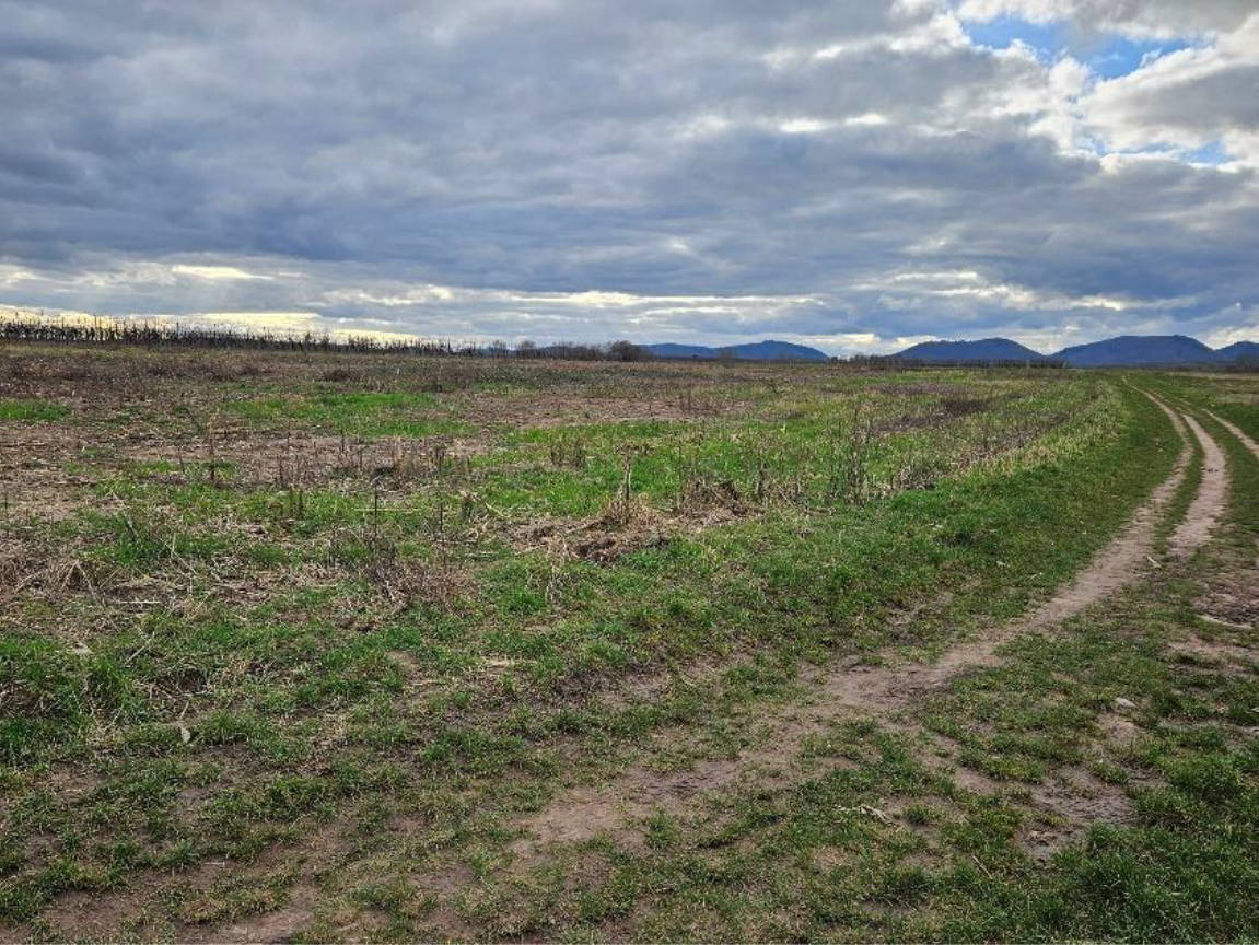 land- und forstwirtschaftlich genutztes Grundstück in Bockensatz, 76833 Wollmesheim